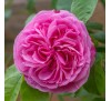 Роза Гертруда Джекилл (Gertrude Jekyll)